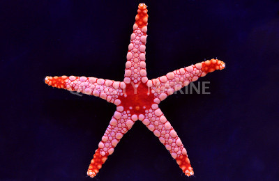Orange Marble Sea Star :: 59018