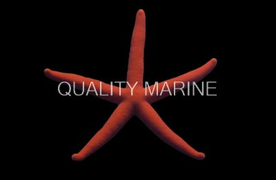 Orange Linckia Sea Star :: 59020