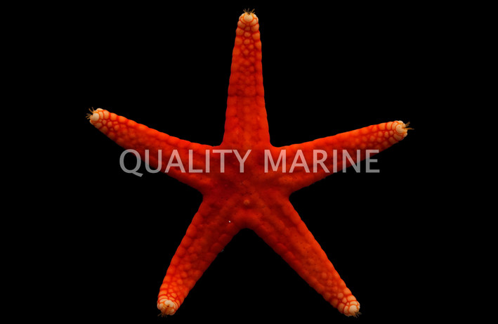 Red Fromia Sea Star :: 59026