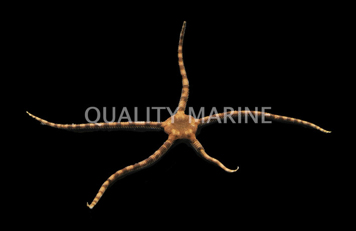 Tiger Brittle Sea Star :: 59038