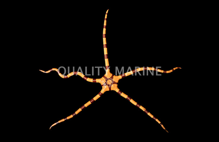 Tiger Brittle Sea Star :: 59038