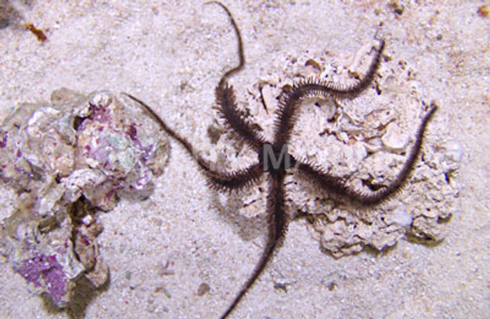 Fancy Brittle Sea Star :: 59041