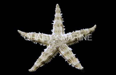 Sand Sifting Sea Star :: 59043