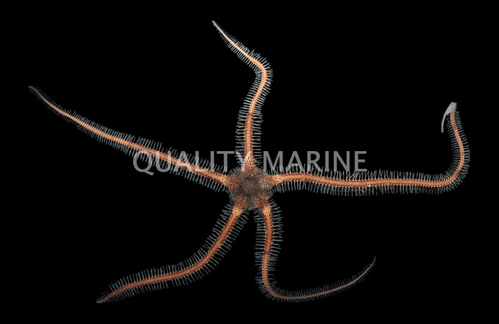 Knobby Fancy Brittle Sea Star :: 59047