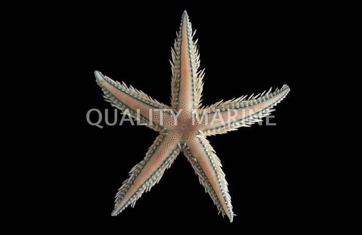 Blue/Pink Sand Sifting Sea Star :: 59057