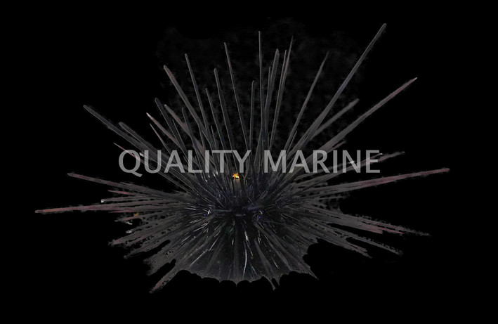 Black Longspine Urchin :: 59501