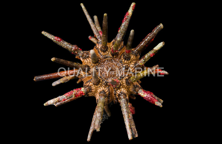 Pencil Urchin :: 59503