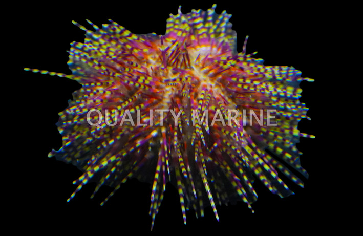 Red Pincushion Urchin :: 59510
