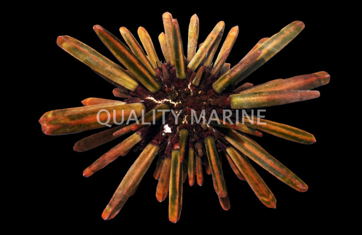 White Ring Shortspine Urchin :: 59515