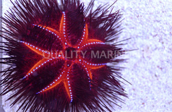 Blue Dot Pincushion Urchin :: 59525