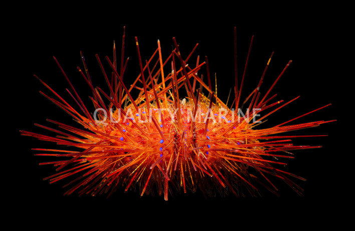 Blue Dot Pincushion Urchin :: 59525