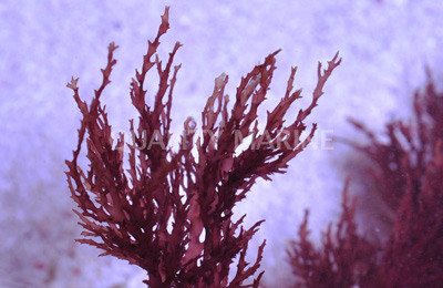 Red Kelp on Rock :: 60029