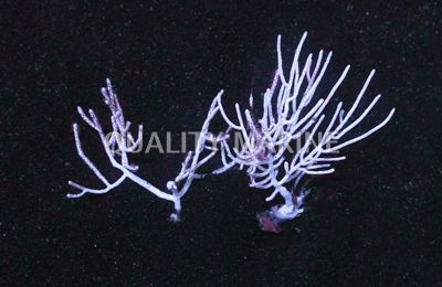 White Fan Gorgonian :: 51005