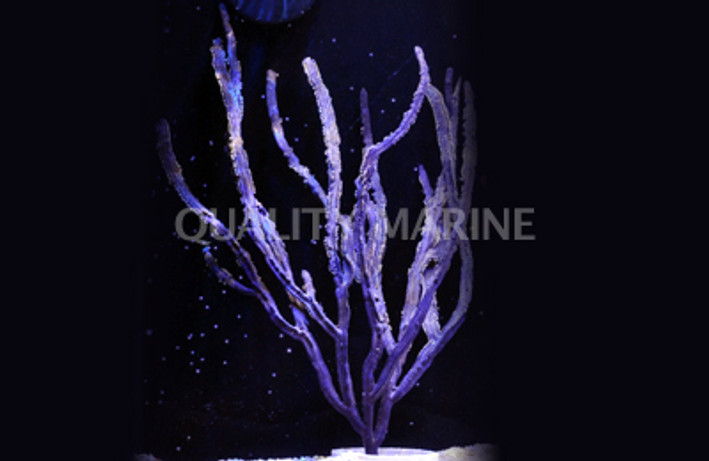 Purple Ribbon Gorgonian  :: 51011