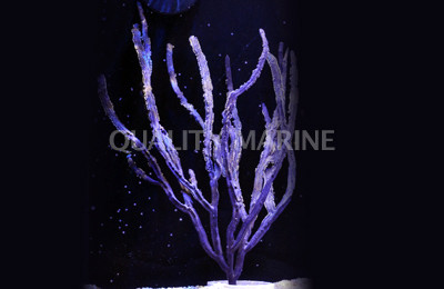 Purple Ribbon Gorgonian  :: 51011