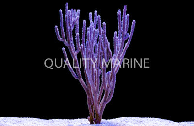 Purple Tree Gorgonian :: 51012