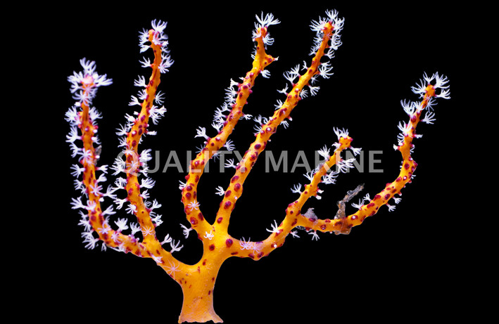 Yellow Finger Gorgonian :: 51018