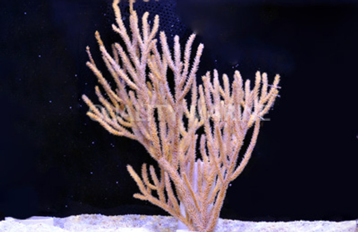 Rusty Gorgonian :: 51022