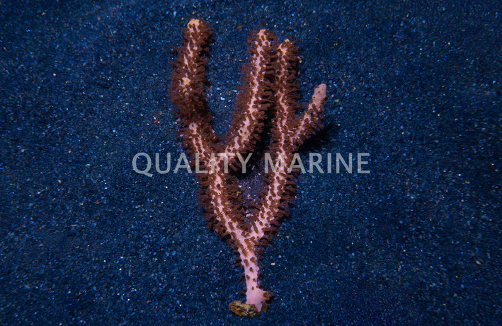 Large Polyp Gorgonian :: 51026
