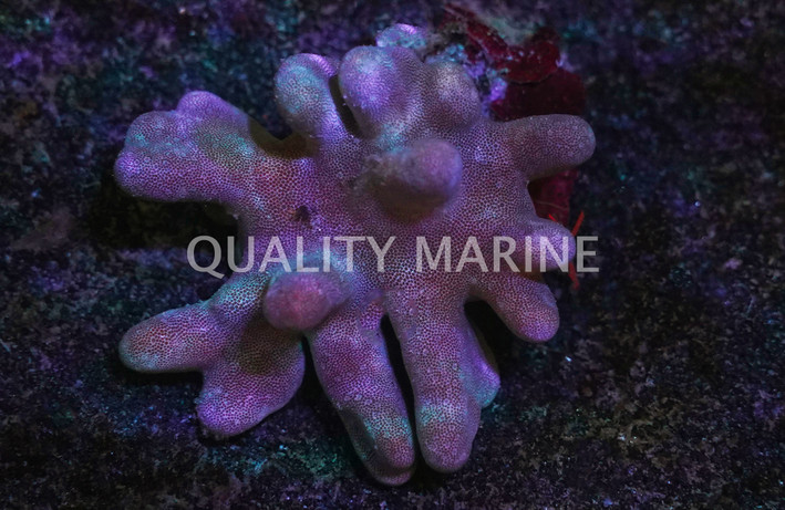 Devil's Hand, Nano :: 51565