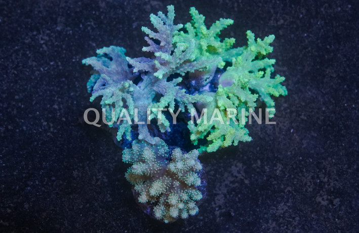 Mushroom Finger, Nano :: 51567