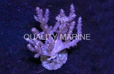 Kenya Tree, Mini Colony :: 51569