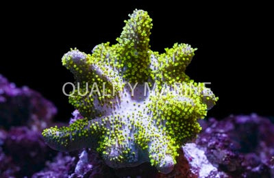 Bright Green Devil's Hand Tree Coral - Quality Marine