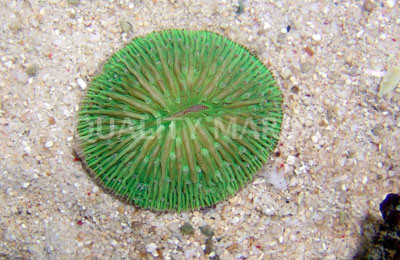 Green Cycloseris Coral :: 52100
