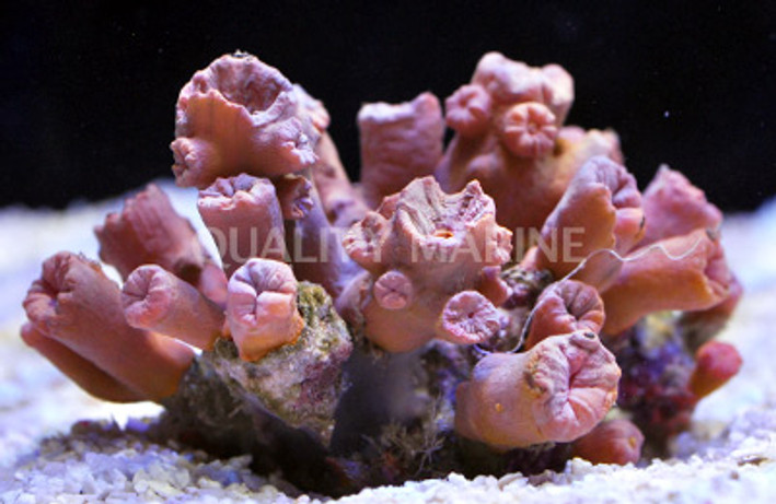 Colored Tube Coral :: 52104