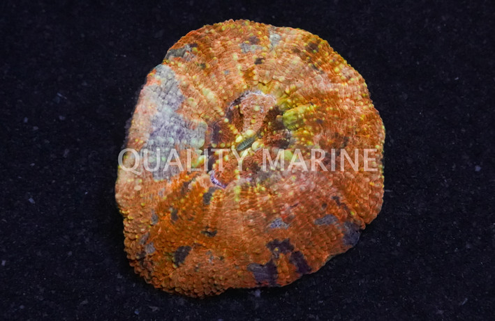 Orange Scolymia Coral :: 52134