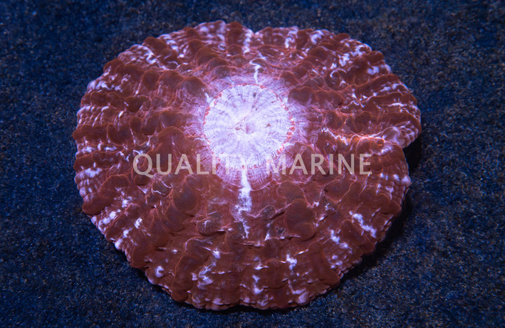 Ultra Button Coral :: 52172