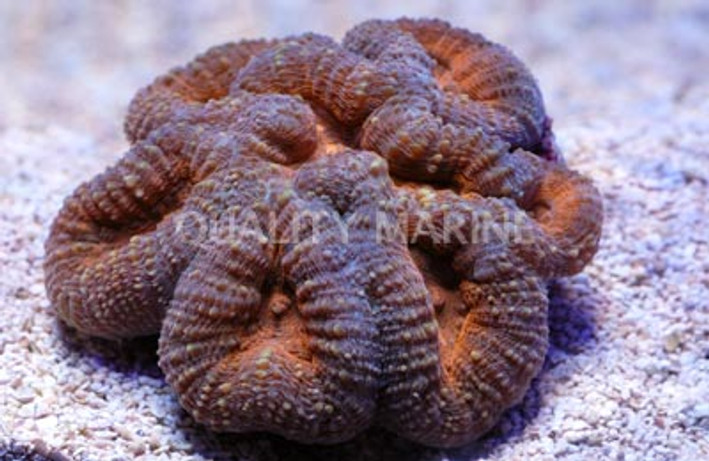 Orange/Super Blue Branching Lobophyllia Brain Coral :: 52174