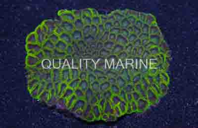 Metallic Green Favia Brain Coral :: 52178