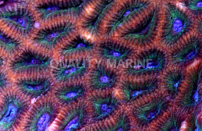 Green/Purple Maze Coral :: 52194