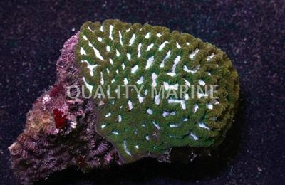 Purple Maze Coral :: 52221