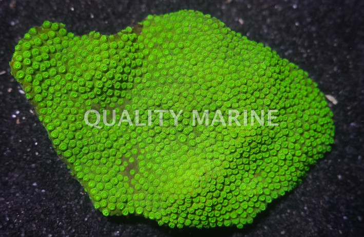 Green Astreopora Coral :: 52236
