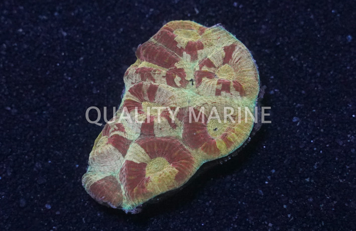 Red Stone Moon Coral :: 52244