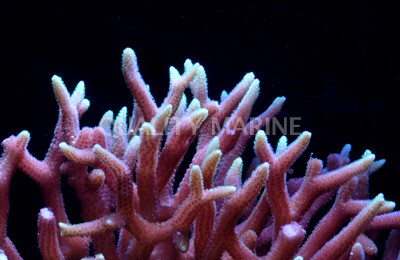 Birdnest, Red/Pink w/Yellow Tips :: 52252