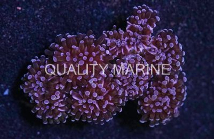 Purple Tip Grape Coral :: 52264