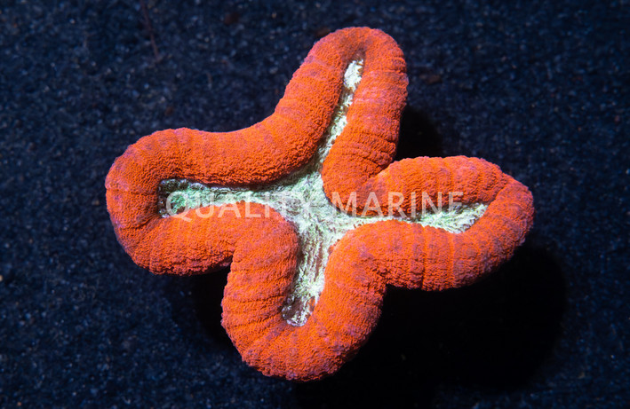 Red/Green Lobophyllia Brain Coral :: 52278
