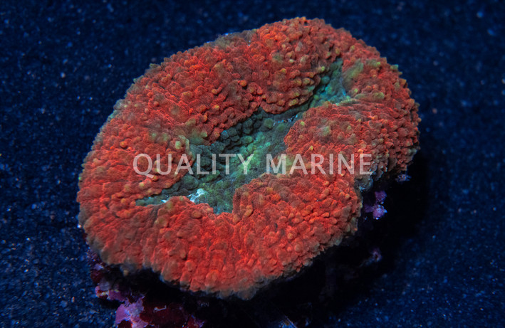 Red/Green Lobophyllia Brain Coral :: 52278
