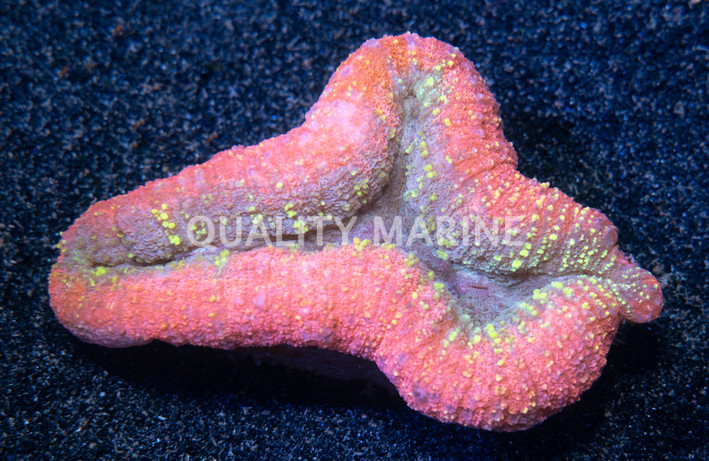Ultra Tricolor Lobophyllia Brain Coral :: 52284