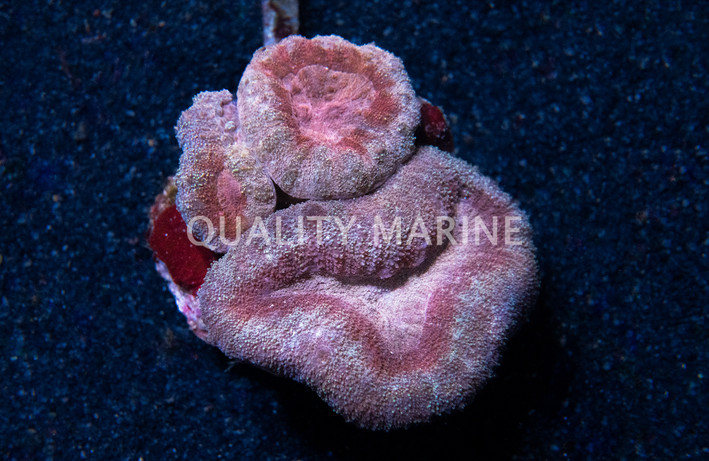 Ultra Tricolor Lobophyllia Brain Coral :: 52284