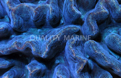 Metallic Green Spiny Cup Coral :: 52295