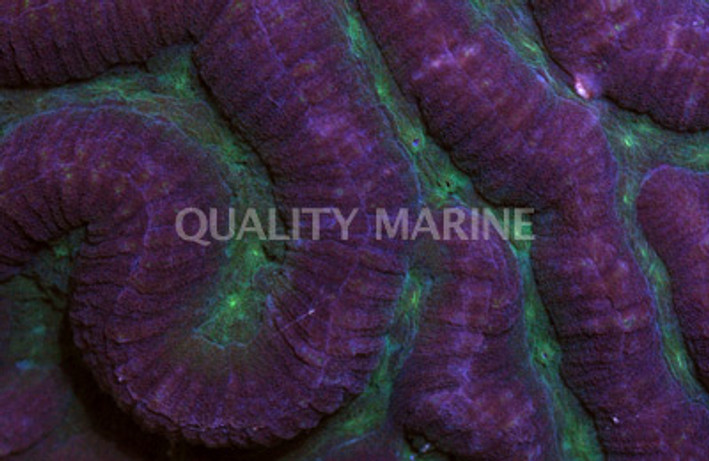 Brain Dented Green w/Purple Corallites :: 52299