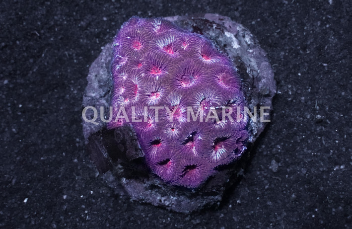 Red Favia Brain Coral :: 52310