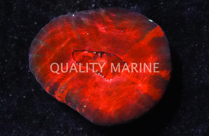 Scoly, Solid Molten Red :: 52322