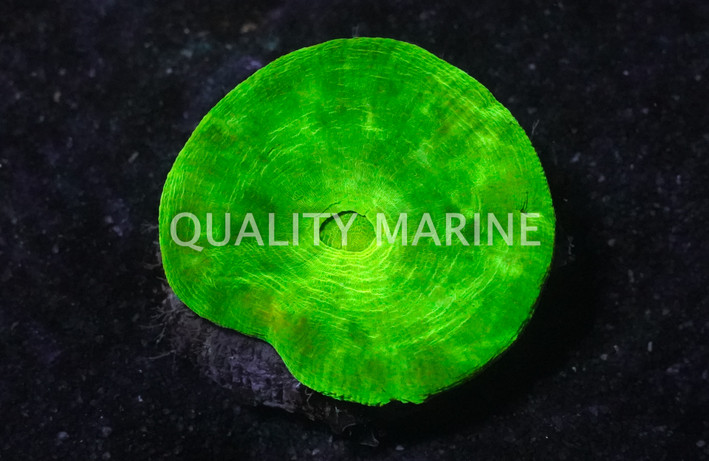 Australis, Solid Neon Green :: 52323