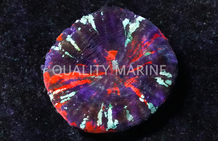 Scoly, Warpaint :: 52325