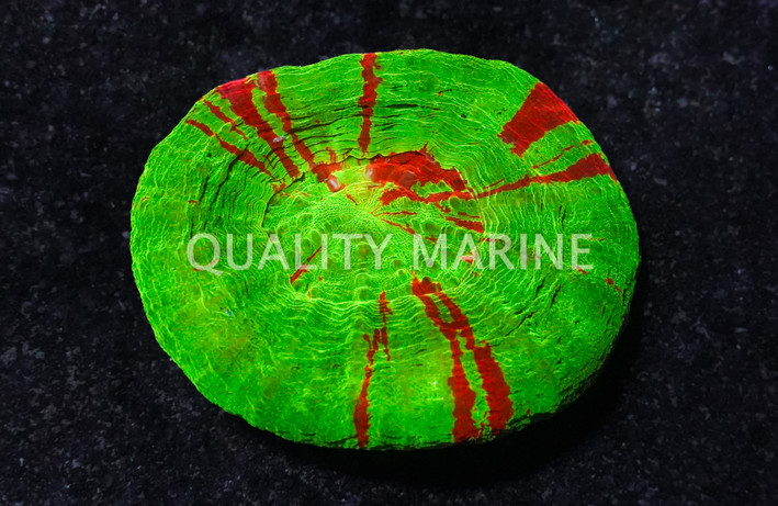 Scoly, Bleeding Sour Apple :: 52329